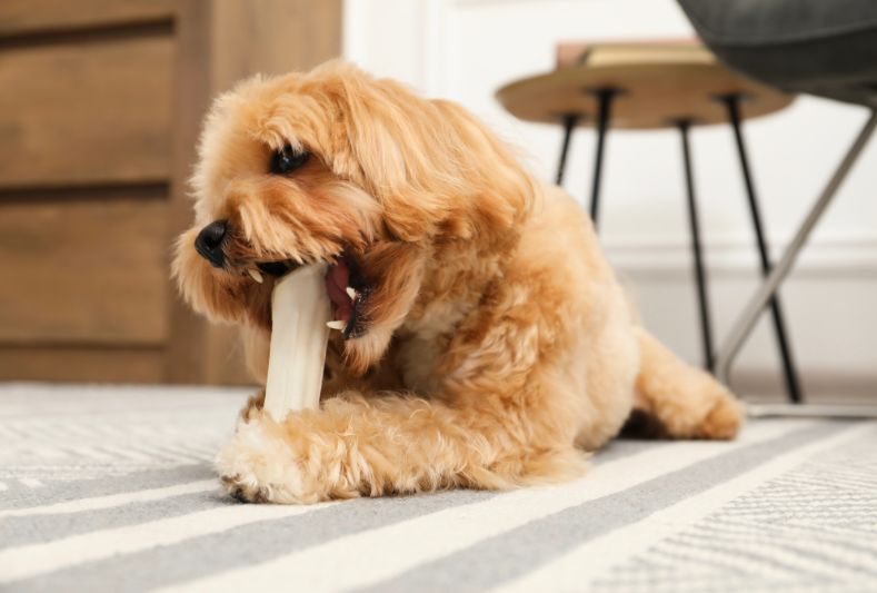 The Science Behind Chewing