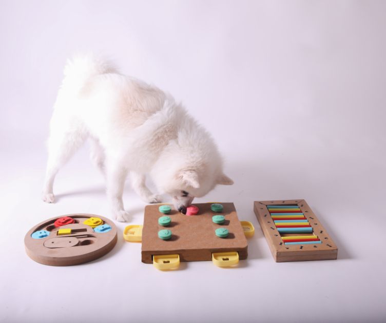 Mental Stimulation for Dogs