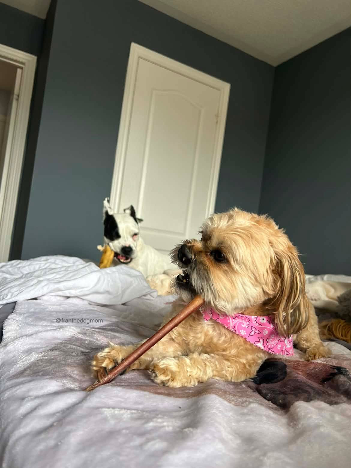 12" Bully Stick