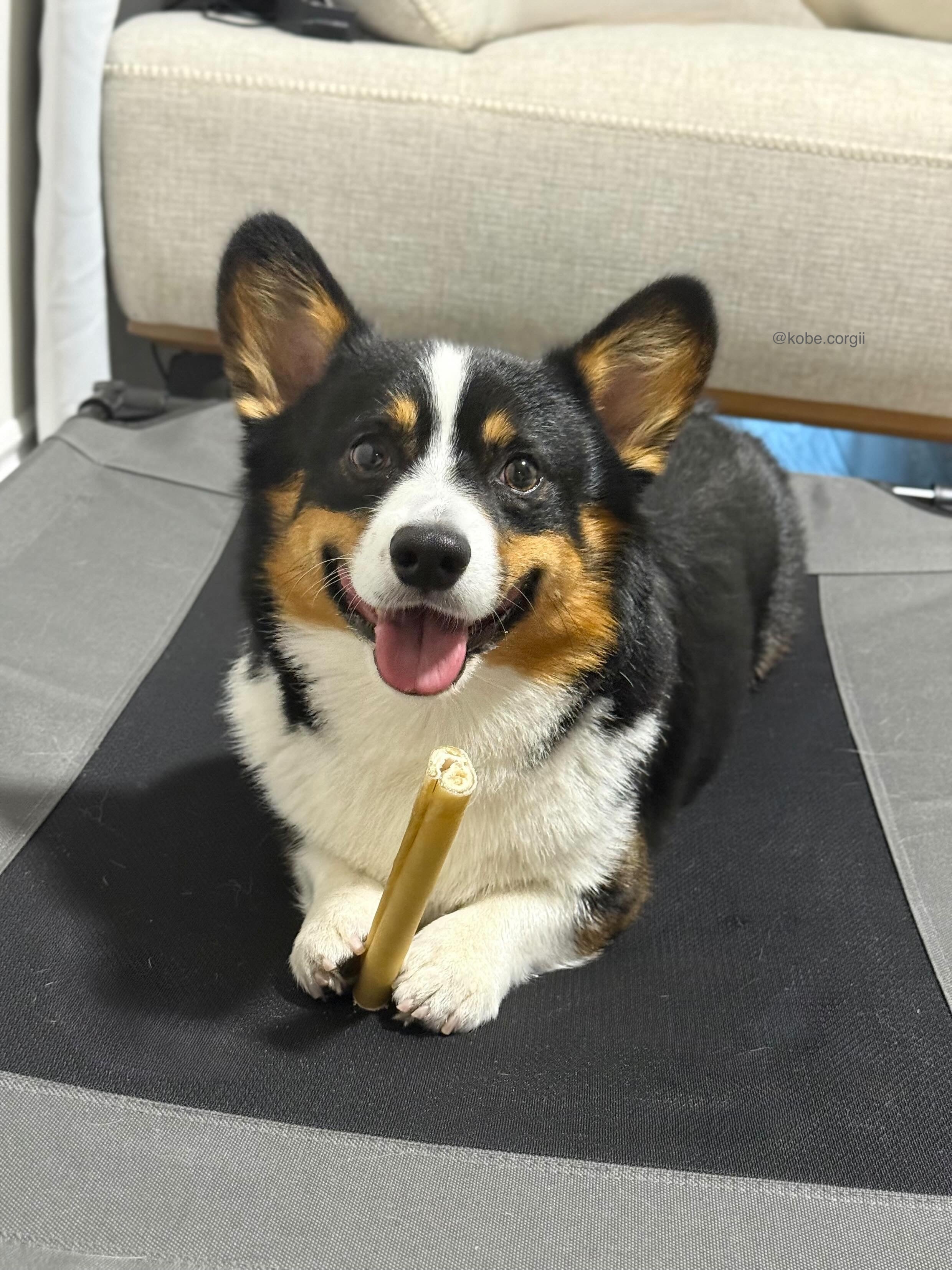 6" Collagen Chew