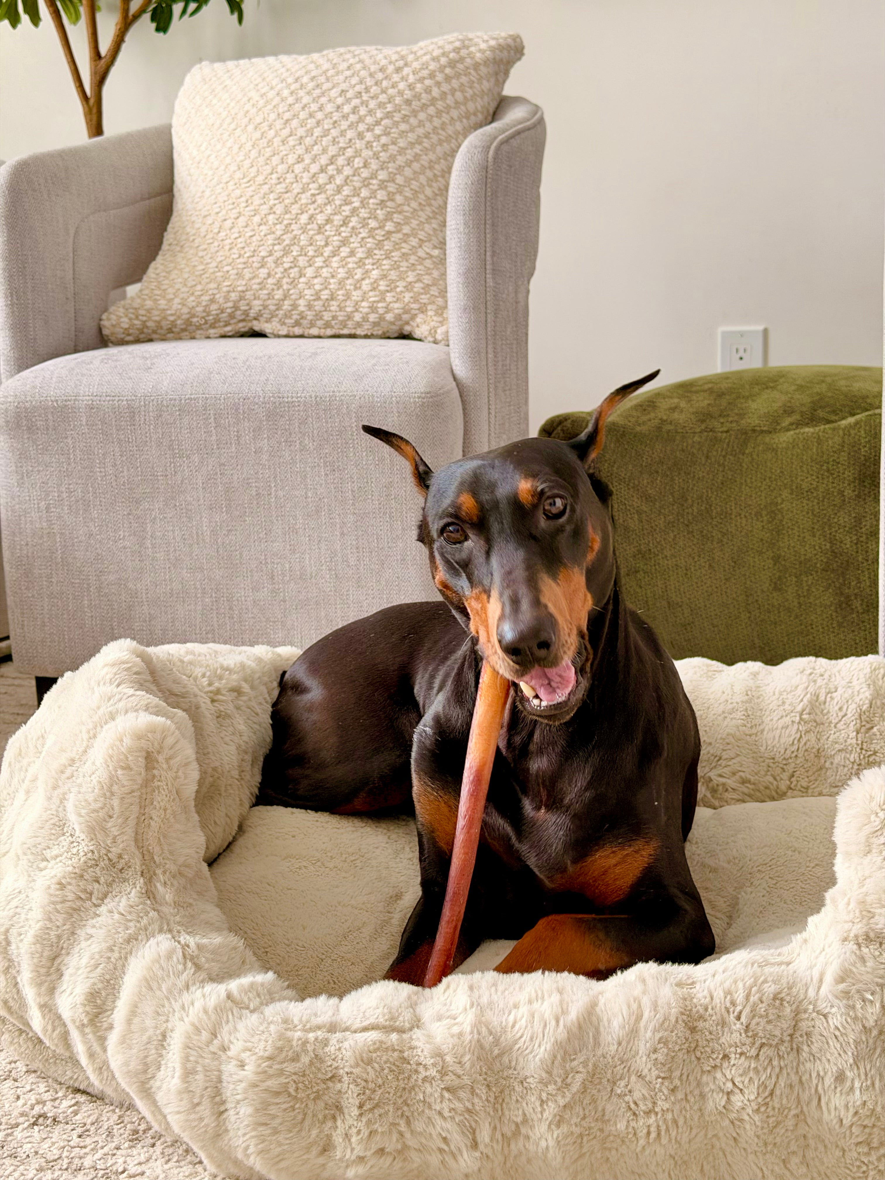 12" Bully Stick