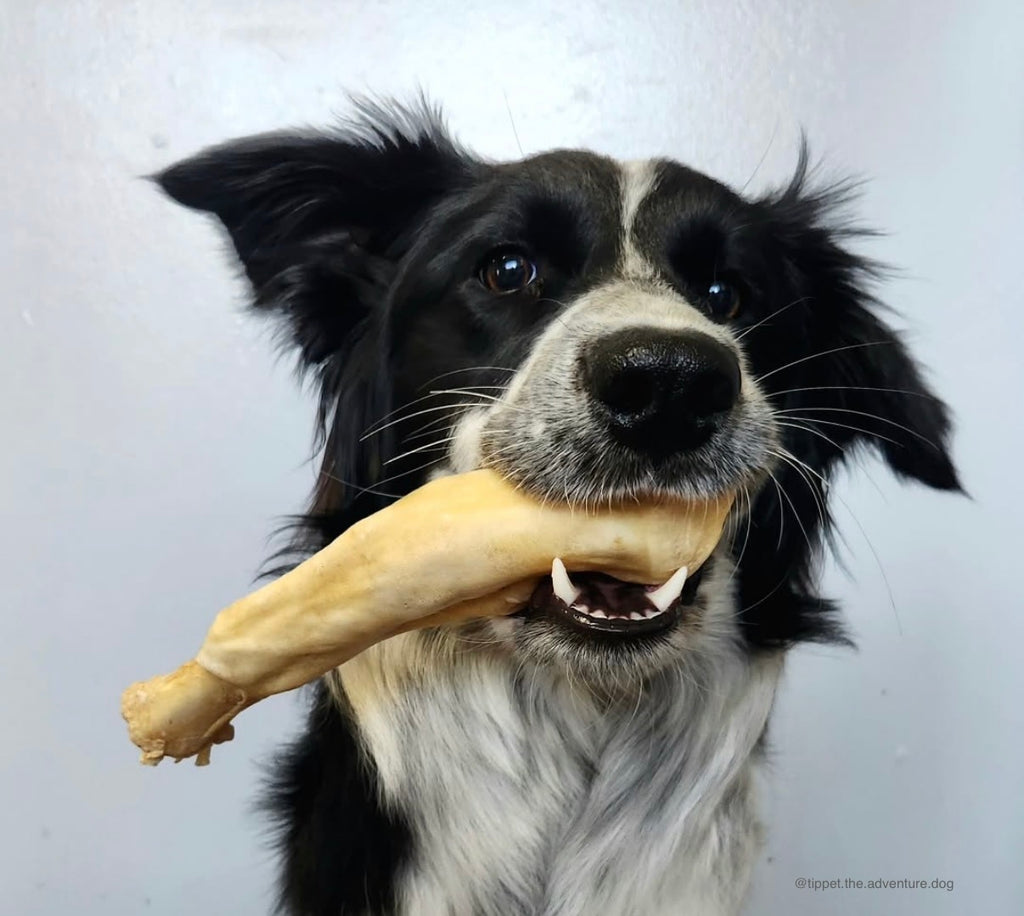 Lamb Trotter