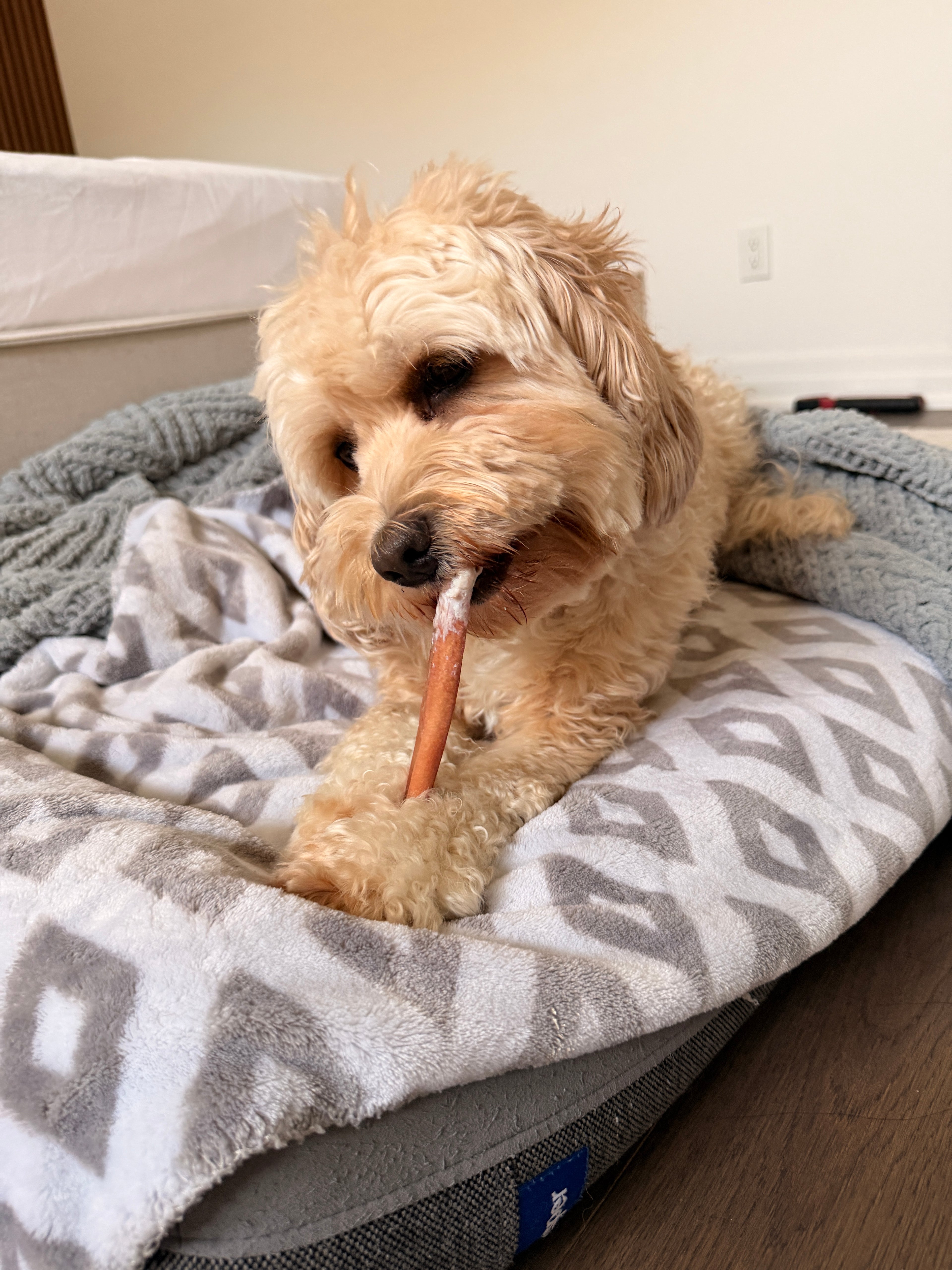 6" Bully Stick