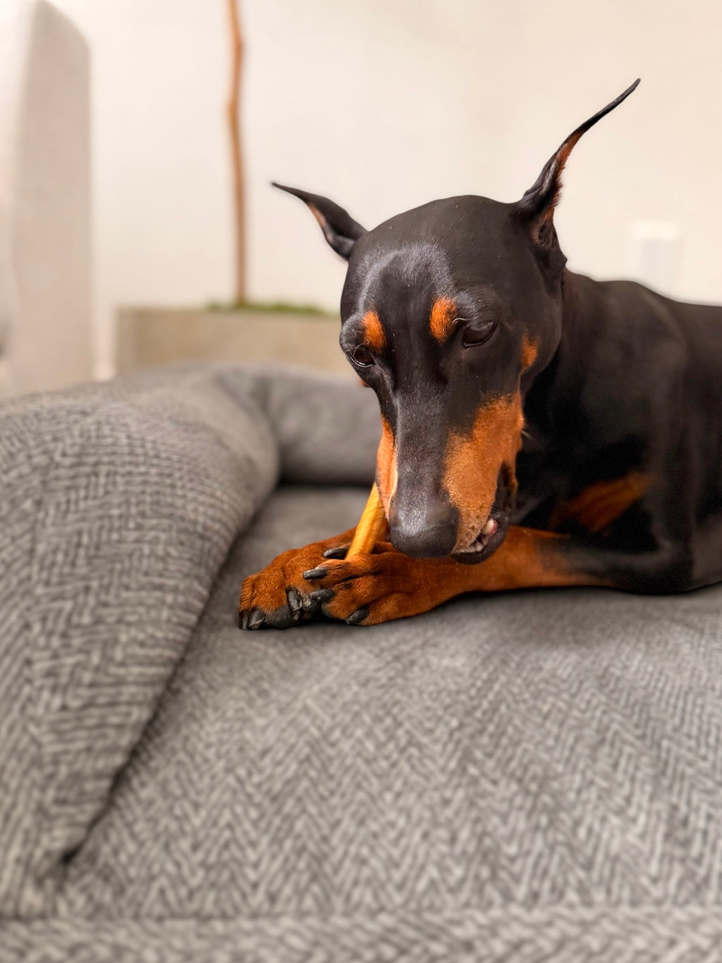 6" Bully Stick