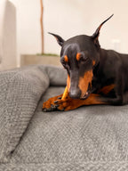 6" Bully Stick