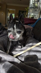 12" Collagen Chew