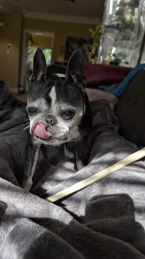 12" Collagen Chew