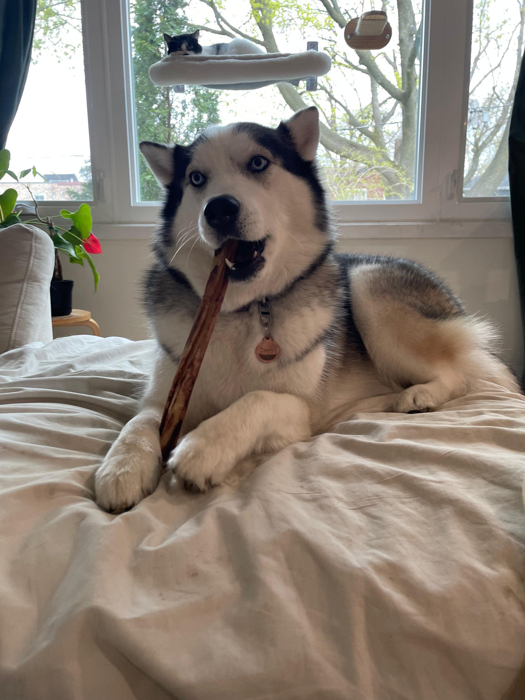 12" Liver-Infused Collagen Chew